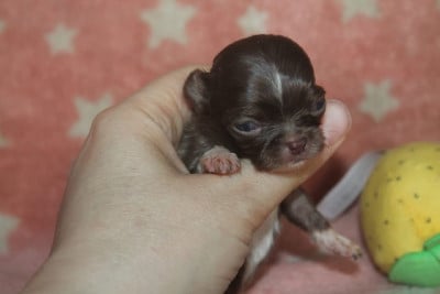 Les chiots de Chihuahua