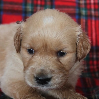 Les chiots de Golden Retriever