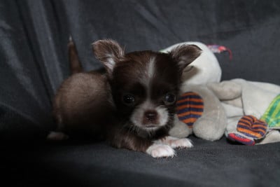 Les chiots de Chihuahua