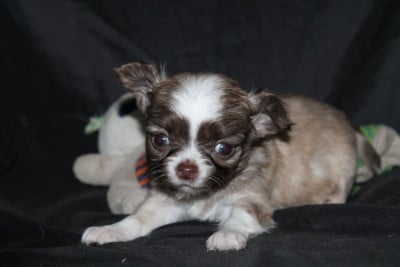 Les chiots de Chihuahua