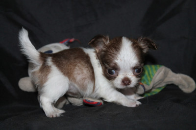 Les chiots de Chihuahua