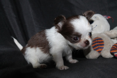 Les chiots de Chihuahua