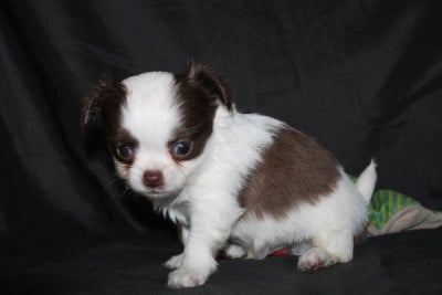 Les chiots de Chihuahua