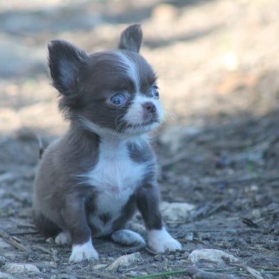 Les chiots de Chihuahua