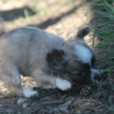 Les chiots de Chihuahua