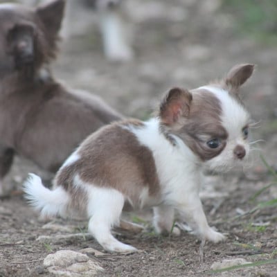 Les chiots de Chihuahua