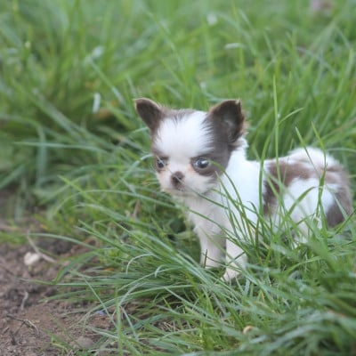 Les chiots de Chihuahua