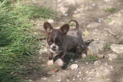 Les chiots de Chihuahua
