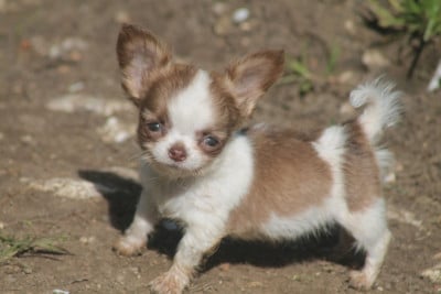 Les chiots de Chihuahua