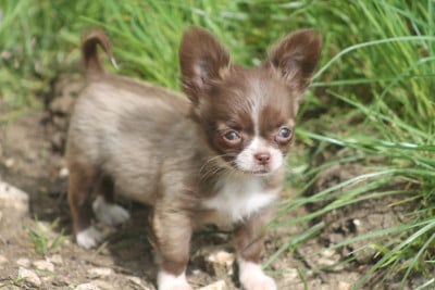 Les chiots de Chihuahua