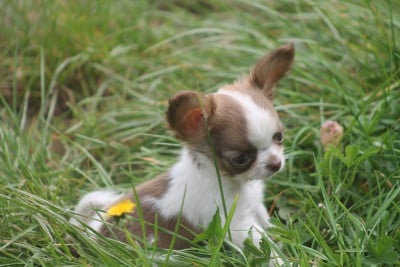 Les chiots de Chihuahua