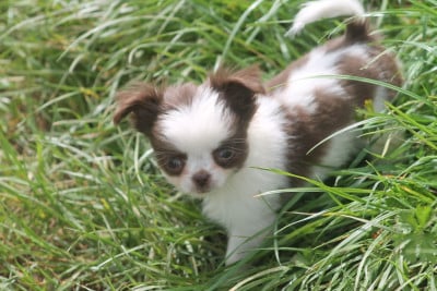 Les chiots de Chihuahua