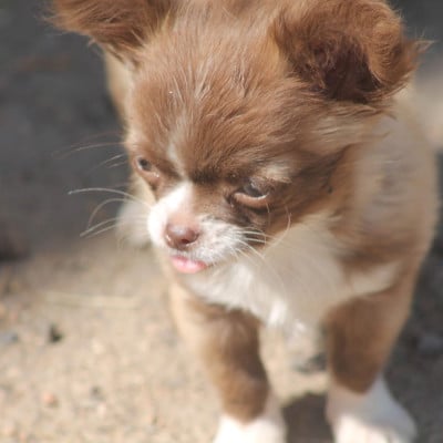Les chiots de Chihuahua