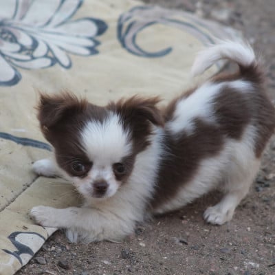 Les chiots de Chihuahua