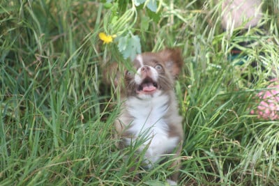 Les chiots de Chihuahua