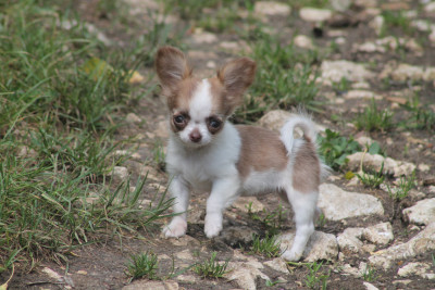 Les chiots de Chihuahua