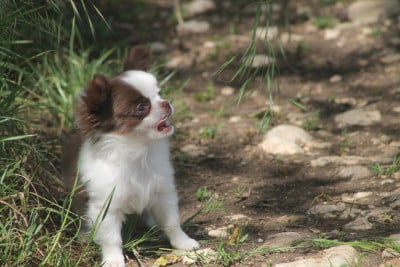 Les chiots de Chihuahua