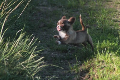 Les chiots de Chihuahua