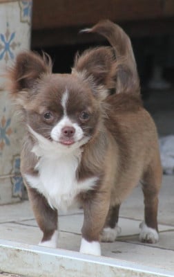 Les chiots de Chihuahua