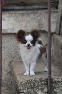 Les chiots de Chihuahua