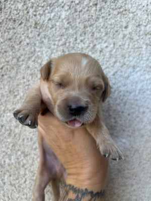 Les chiots de Golden Retriever