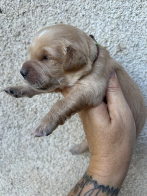Les chiots de Golden Retriever