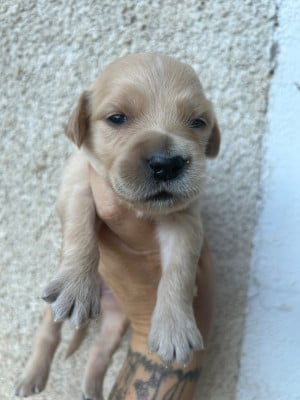 Les chiots de Golden Retriever