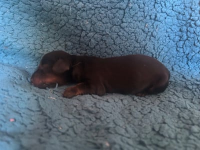 Les chiots de Teckel poil long