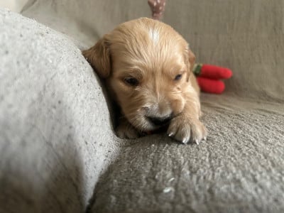 Les chiots de Golden Retriever