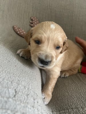 Les chiots de Golden Retriever
