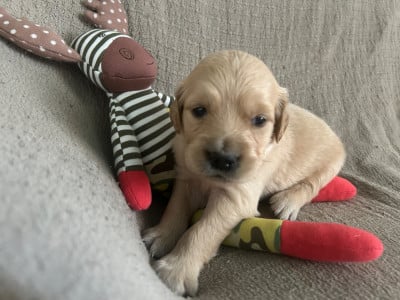 Les chiots de Golden Retriever