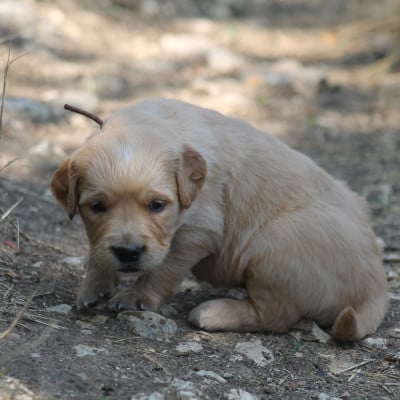 Les chiots de Golden Retriever