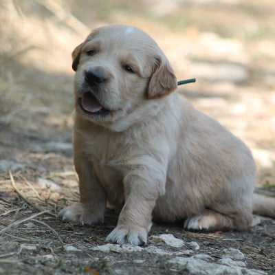 Les chiots de Golden Retriever