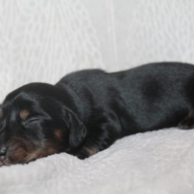 Les chiots de Teckel poil long