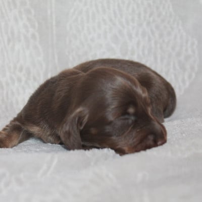 Les chiots de Teckel poil long