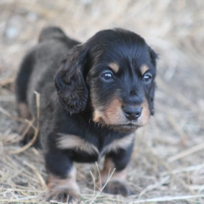 Les chiots de Teckel poil long