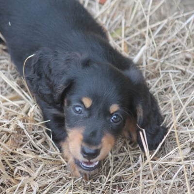 Les chiots de Teckel poil long