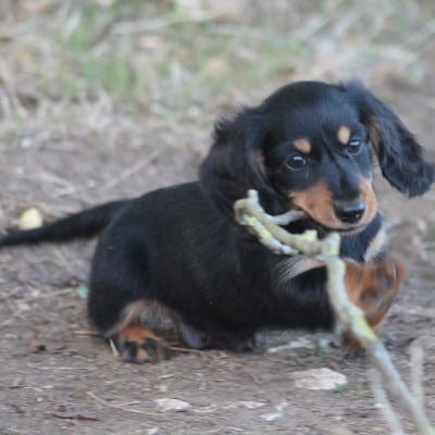 Les chiots de Teckel poil long