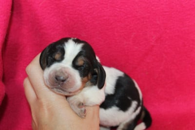 Les chiots de Basset Hound