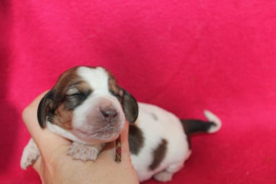 Les chiots de Basset Hound