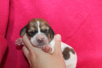 Les chiots de Basset Hound