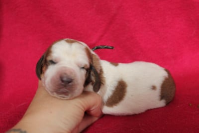 Les chiots de Basset Hound