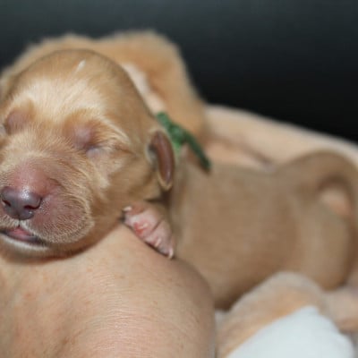 Mâle collier vert serpent - Golden Retriever