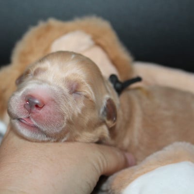 Femelle collier noir - Golden Retriever