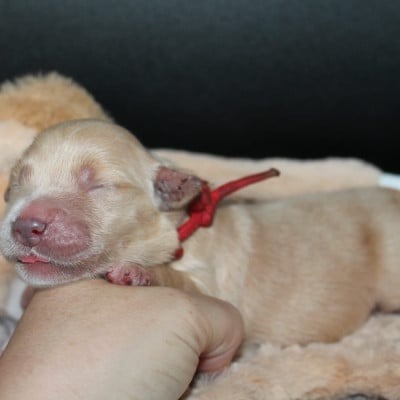 Femelle collier rouge - Golden Retriever