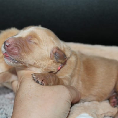 Femelle collier rose violet - Golden Retriever