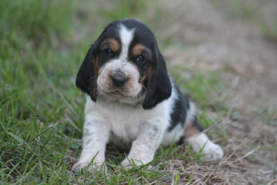 Les chiots de Basset Hound
