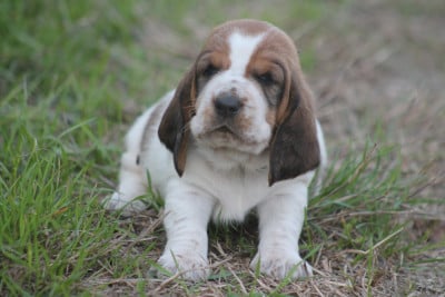 Les chiots de Basset Hound