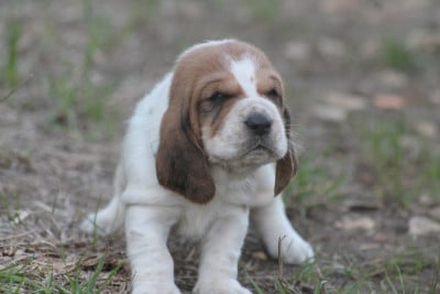 Les chiots de Basset Hound