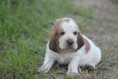 Les chiots de Basset Hound